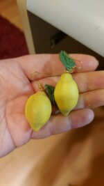 Cercei Handmade cu Lămâi și Frunze